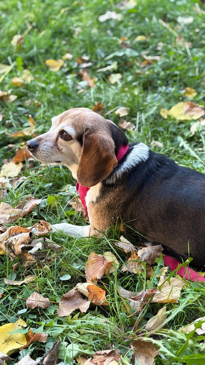 Andy sitting in the grass and leaves